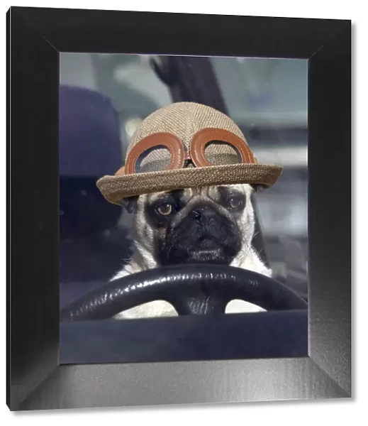 LA-1331. DOG - pug sitting behind wheel of car with hat Date: 07-Oct-04