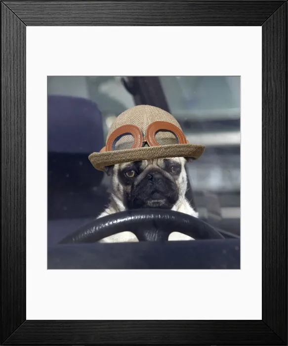 Framed Print : LA-1331. DOG - pug sitting behind wheel of car with hat Date: 07-Oct-04 Framed Print : LA-1331. DOG - pug sitting behind wheel of car with hat Date: 07-Oct-04