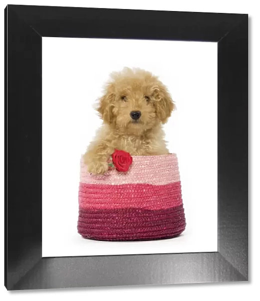 LA-5606. Poodle Dog in pink basket holding single red rose Date: 27-Jan-09