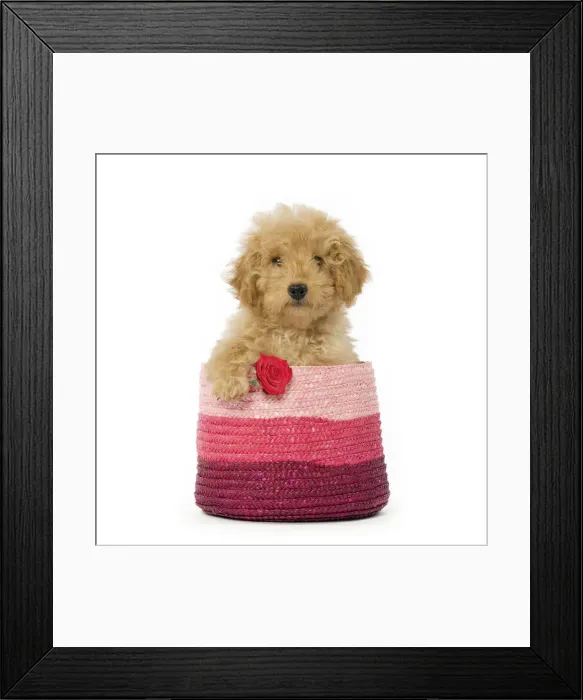 Framed Print : LA-5606. Poodle Dog in pink basket holding single red rose Date: 27-Jan-09 Framed Print : LA-5606. Poodle Dog in pink basket holding single red rose Date: 27-Jan-09