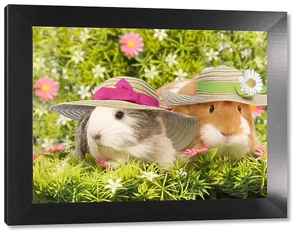 LA-5765. Guinea Pig, two wearing straw hats with flowers Date: 29-May-09