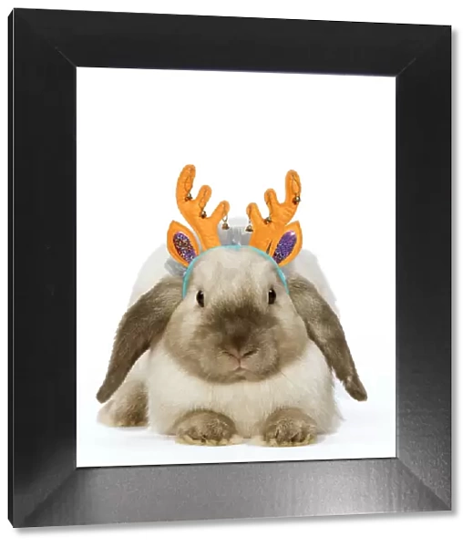 LA-5951. Rabbit - French Lop  /  Belier wearing Christmas antlers Date: 27-Jan-09