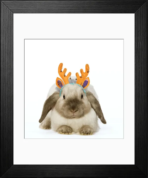 Framed Print : LA-5951. Rabbit - French Lop / Belier wearing Christmas antlers Date: 27-Jan-09 Framed Print : LA-5951. Rabbit - French Lop / Belier wearing Christmas antlers Date: 27-Jan-09