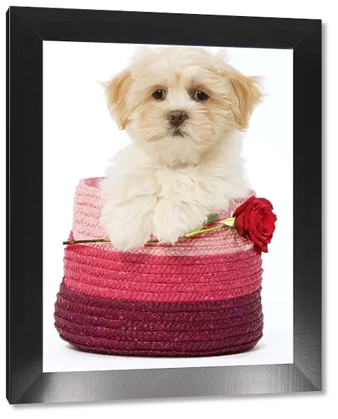 LA-5656. Lhasa Apso Dog, puppy in pink raffia basket holding single red rose Date