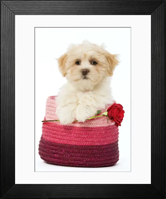 Framed Print : LA-5656. Lhasa Apso Dog, puppy in pink raffia basket holding single red rose Date Framed Print : LA-5656. Lhasa Apso Dog, puppy in pink raffia basket holding single red rose Date