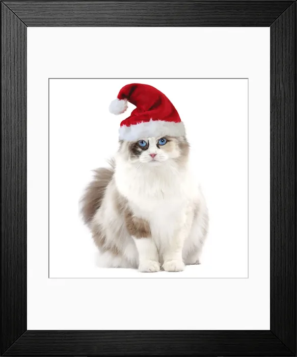 Framed Print : Ragdoll Cat - 10 month old kitten wearing Christmas hat Framed Print : Ragdoll Cat - 10 month old kitten wearing Christmas hat