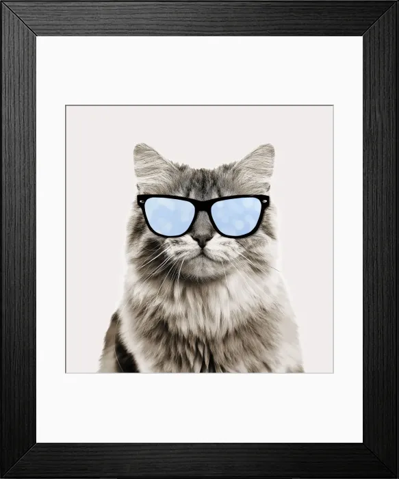 Framed Print : British longhair black golden shaded Cat, smiling wearing sun glasses Framed Print : British longhair black golden shaded Cat, smiling wearing sun glasses