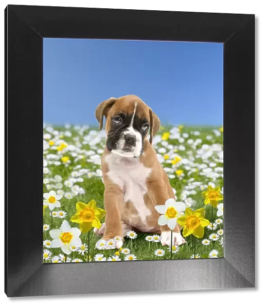 Boxer Dog puppy in spring flowers, daisies and daffodils