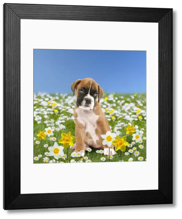Framed Print : Boxer Dog puppy in spring flowers, daisies and daffodils Framed Print : Boxer Dog puppy in spring flowers, daisies and daffodils