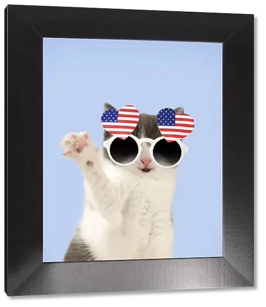 Domestic Cat, waving, wearing heart shaped American flag glasses