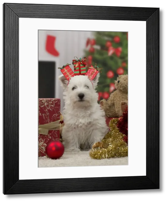 Framed Print : West Highland Terrier Dog, puppy with festive Christmas gifts / presents Framed Print : West Highland Terrier Dog, puppy with festive Christmas gifts / presents