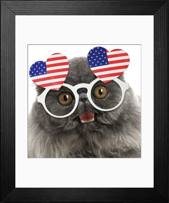 Framed Print : Blue Persian Cat wearing heart shaped American flag glasses Framed Print : Blue Persian Cat wearing heart shaped American flag glasses