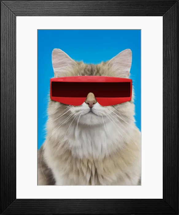 Framed Print : British longhair black golden shaded Cat, smiling, wearing futuristic sunglasses Framed Print : British longhair black golden shaded Cat, smiling, wearing futuristic sunglasses