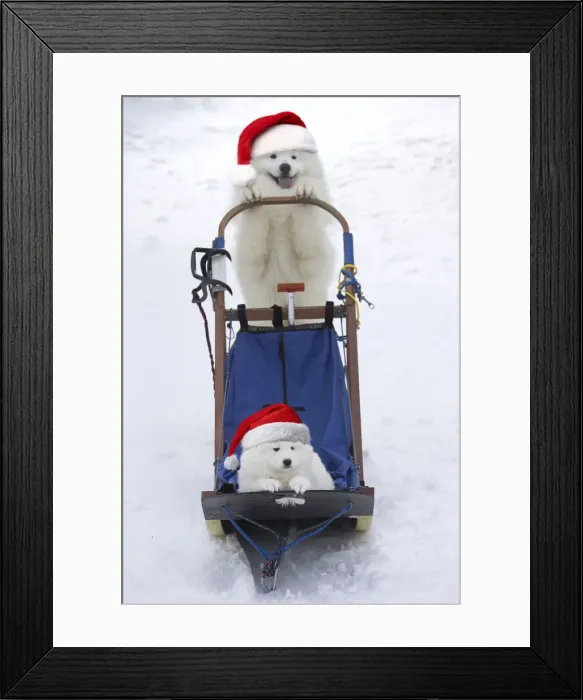 Framed Print : LABRO_077618 Framed Print : LABRO_077618