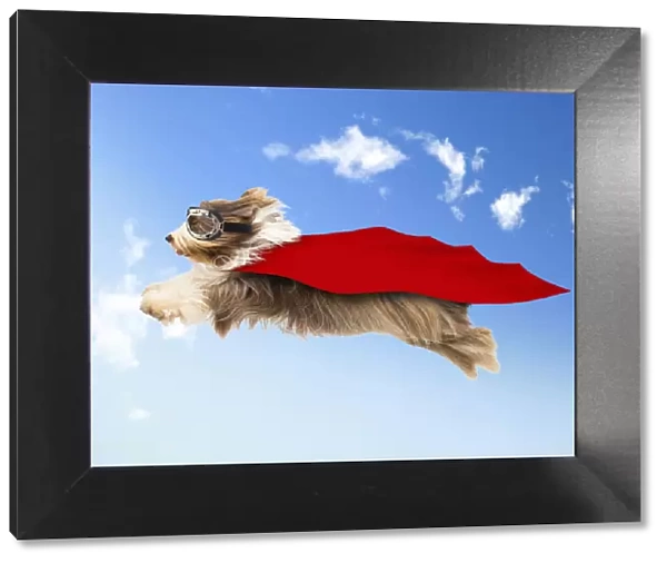 Bearded Collie Dog, flying in mid-air wearing goggles and cape