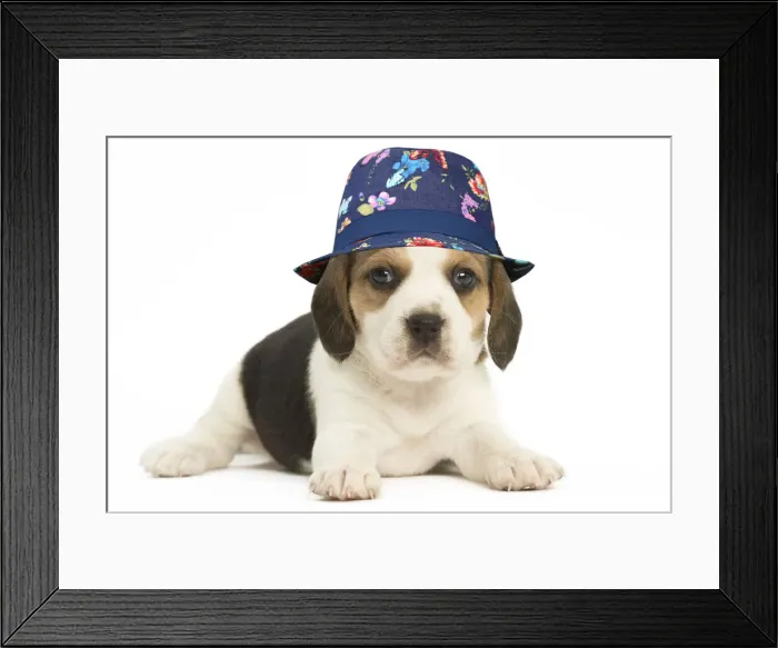Framed Print : LABRO_072752 Framed Print : LABRO_072752