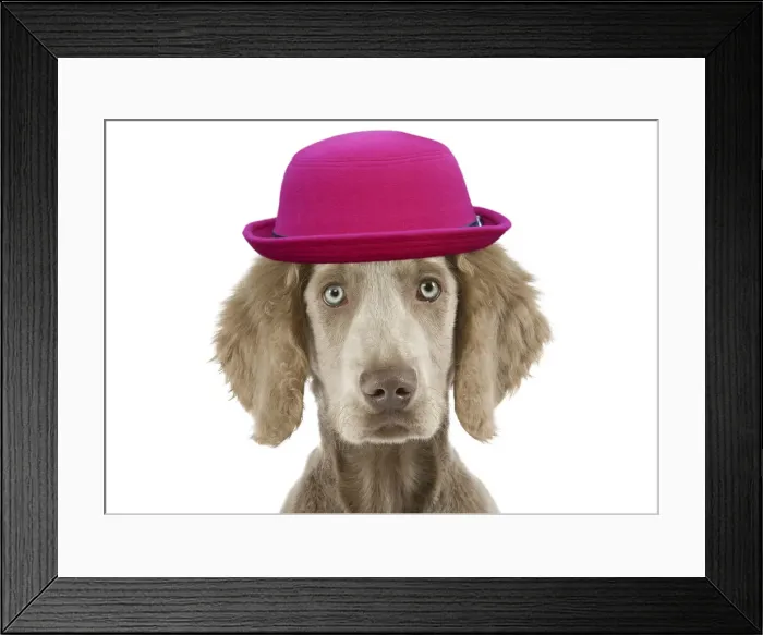 Framed Print : Weimaraner Dog wearing pink hat in studio Framed Print : Weimaraner Dog wearing pink hat in studio