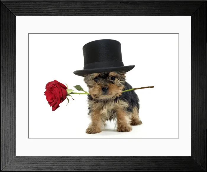 Framed Print : LA-90235670-M Framed Print : LA-90235670-M