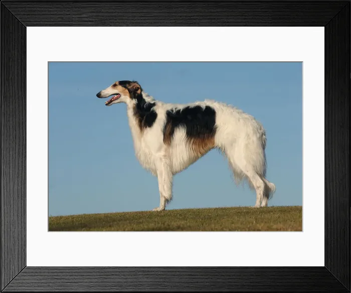 Framed Print : BARZOI. Borzoi dog outdoors