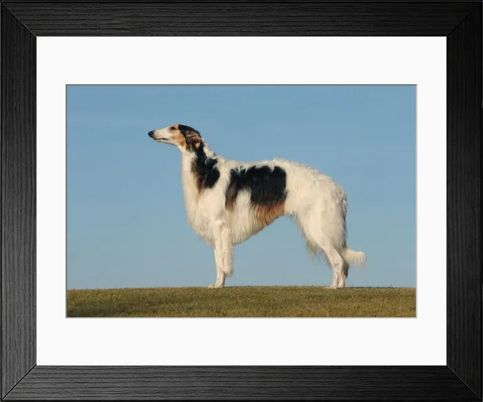 Framed Print : BARZOI. Borzoi dog outdoors Framed Print : BARZOI. Borzoi dog outdoors