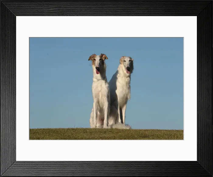 Framed Print : BARZOI. Two Borzoi dogs outdoors Framed Print : BARZOI. Two Borzoi dogs outdoors