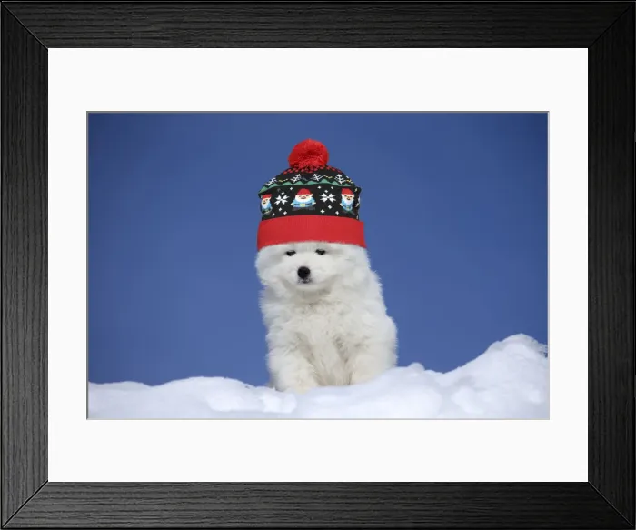 Framed Print : LABRO_077499 Framed Print : LABRO_077499