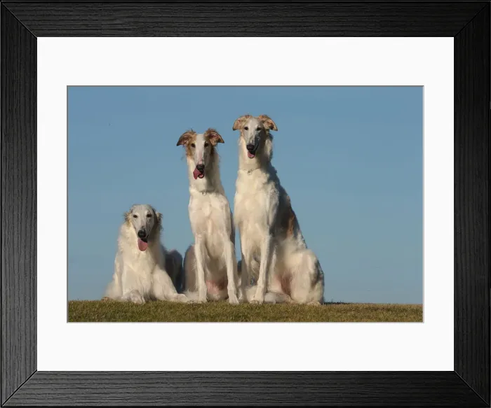 Framed Print : BARZOI. Three Borzoi dogs outdoors Framed Print : BARZOI. Three Borzoi dogs outdoors