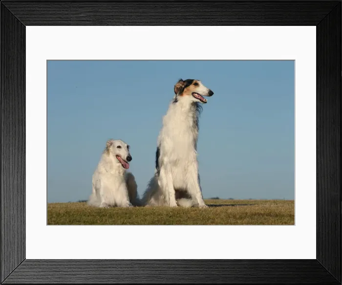 Framed Print : BARZOI. Borzoi dog outdoors Framed Print : BARZOI. Borzoi dog outdoors