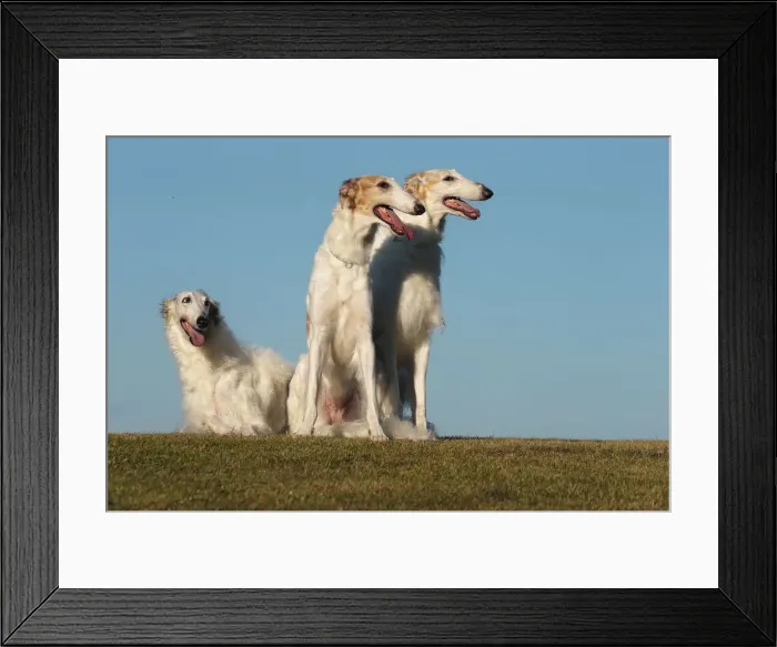 Framed Print : BARZOI. Three Borzoi dogs outdoors Framed Print : BARZOI. Three Borzoi dogs outdoors