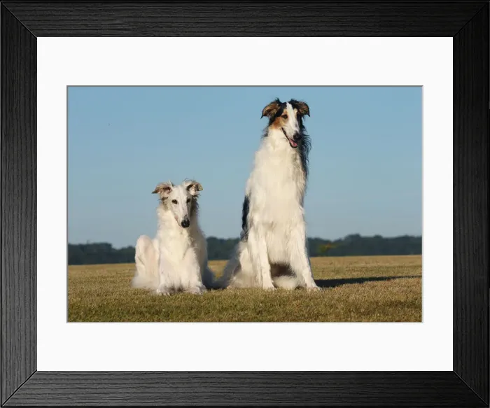 Framed Print : BARZOI. Borzoi dog outdoors
