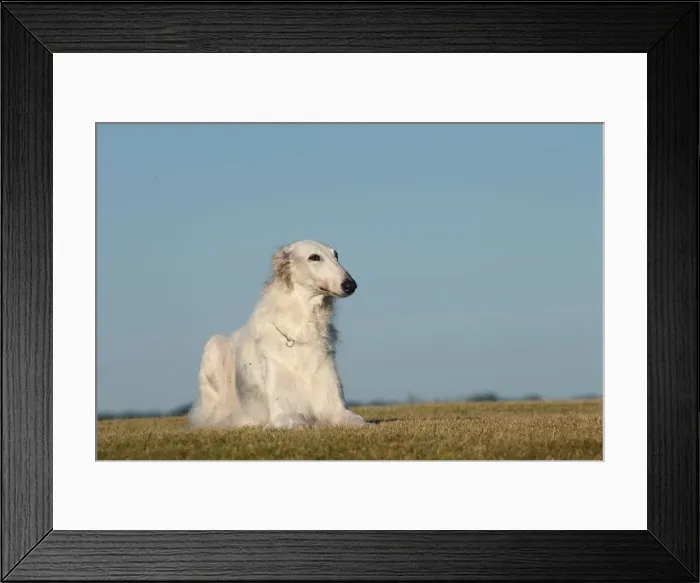 Framed Print : BARZOI. Borzoi dog outdoors Framed Print : BARZOI. Borzoi dog outdoors