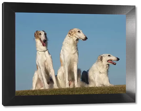 BARZOI. Three Borzoi dogs outdoors
