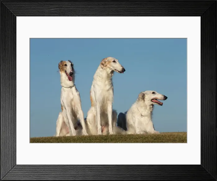 Framed Print : BARZOI. Three Borzoi dogs outdoors Framed Print : BARZOI. Three Borzoi dogs outdoors