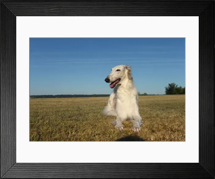 Framed Print : BARZOI. Borzoi dog outdoors Framed Print : BARZOI. Borzoi dog outdoors