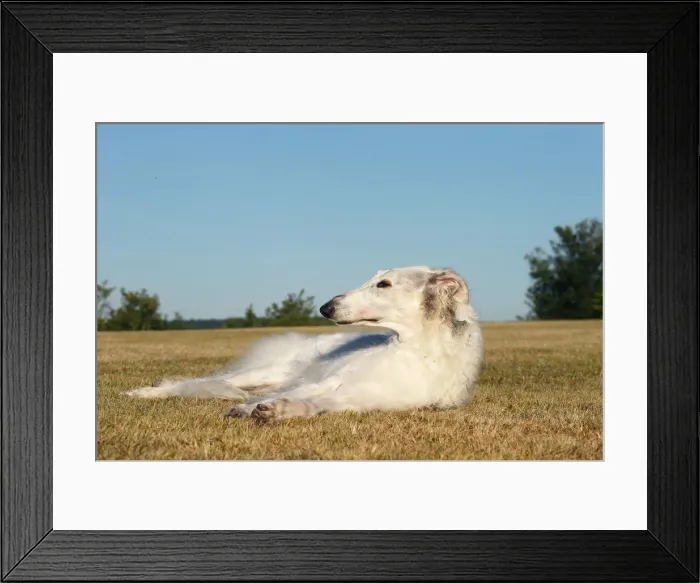 Framed Print : BARZOI. Borzoi dog outdoors lying down Framed Print : BARZOI. Borzoi dog outdoors lying down