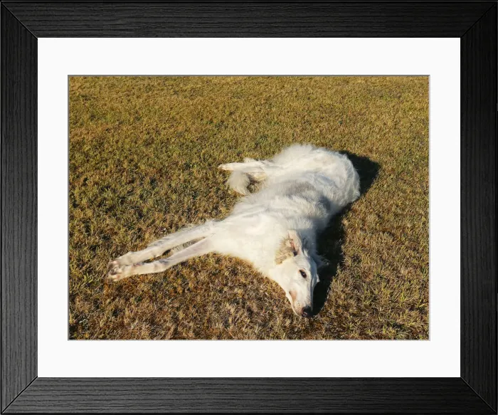 Framed Print : BARZOI. Borzoi dog outdoors Framed Print : BARZOI. Borzoi dog outdoors