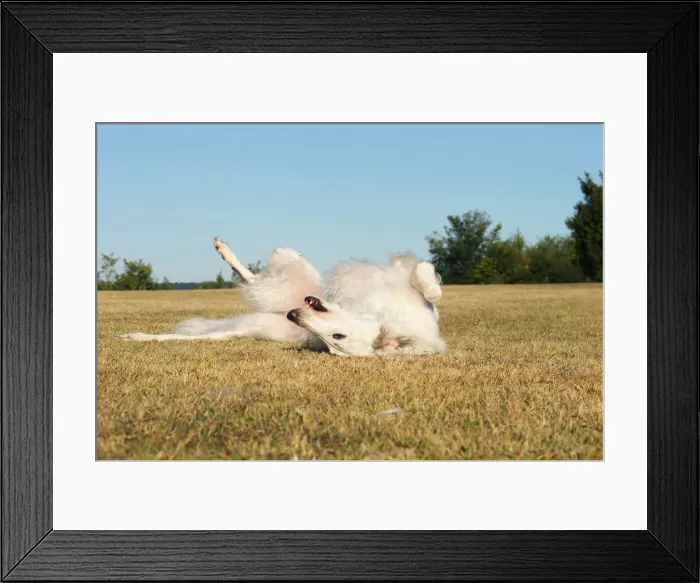 Framed Print : BARZOI. Borzoi dog outdoors rolling on its back Framed Print : BARZOI. Borzoi dog outdoors rolling on its back