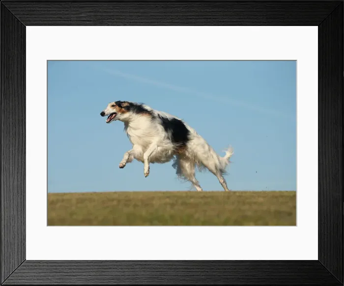 Framed Print : BARZOI. Borzoi dog running outdoors Framed Print : BARZOI. Borzoi dog running outdoors
