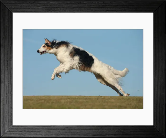 Framed Print : BARZOI. Borzoi dog running outdoors Framed Print : BARZOI. Borzoi dog running outdoors