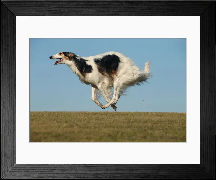 Framed Print : BARZOI. Borzoi dog running outdoors Framed Print : BARZOI. Borzoi dog running outdoors