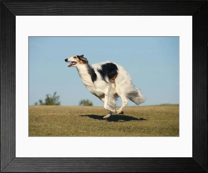 Framed Print : BARZOI. Borzoi dog running outdoors Framed Print : BARZOI. Borzoi dog running outdoors