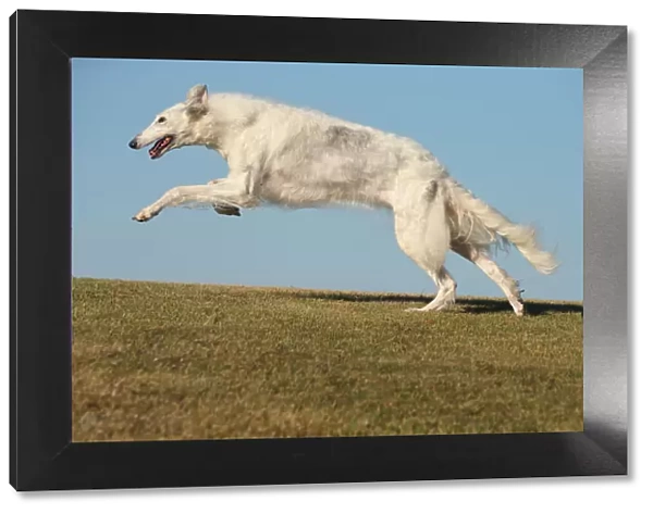 BARZOI. Borzoi dog running outdoors