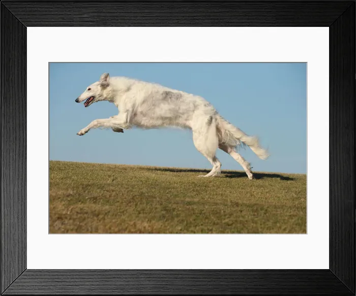 Framed Print : BARZOI. Borzoi dog running outdoors Framed Print : BARZOI. Borzoi dog running outdoors