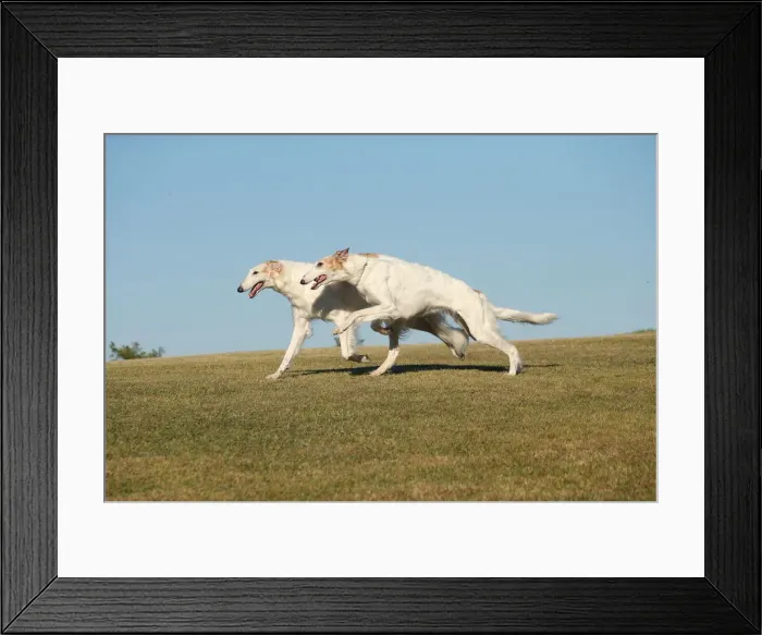 Framed Print : BARZOI. Two Borzoi dogs running outdoors
