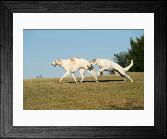 Framed Print : BARZOI. Two Borzoi dogs running outdoors Framed Print : BARZOI. Two Borzoi dogs running outdoors