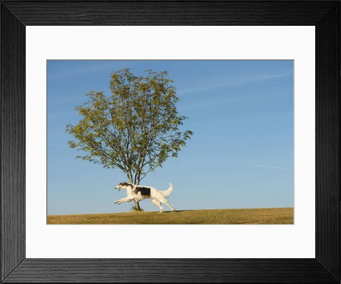 Framed Print : BARZOI. Borzoi dog running outdoors Framed Print : BARZOI. Borzoi dog running outdoors