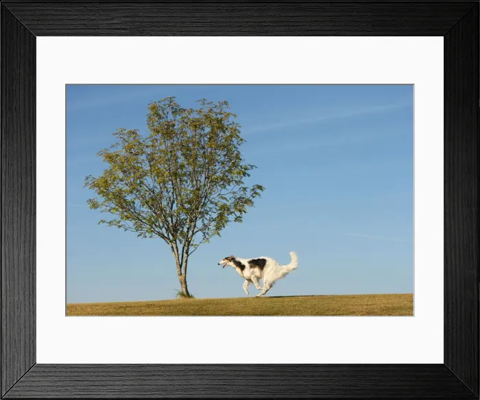 Framed Print : BARZOI. Borzoi dog running outdoors Framed Print : BARZOI. Borzoi dog running outdoors