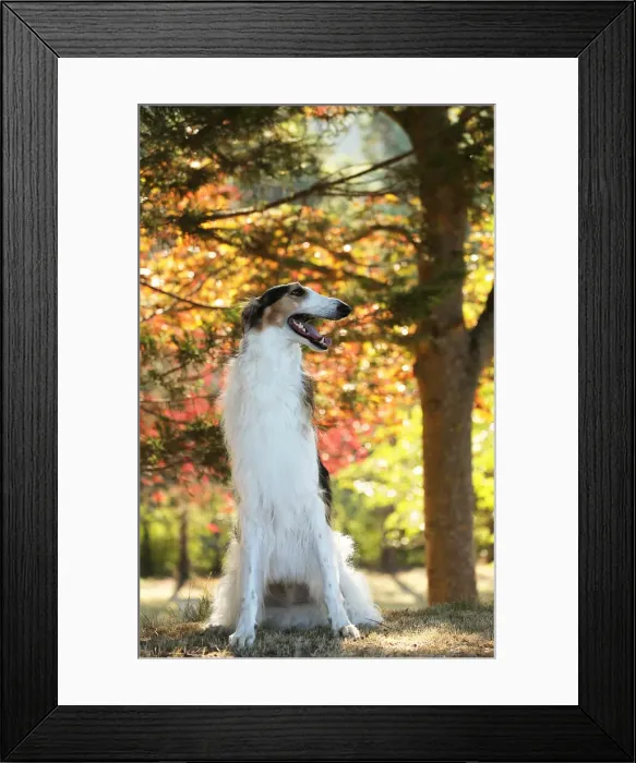 Framed Print : BARZOI. Borzoi dog outdoors in the woods Framed Print : BARZOI. Borzoi dog outdoors in the woods
