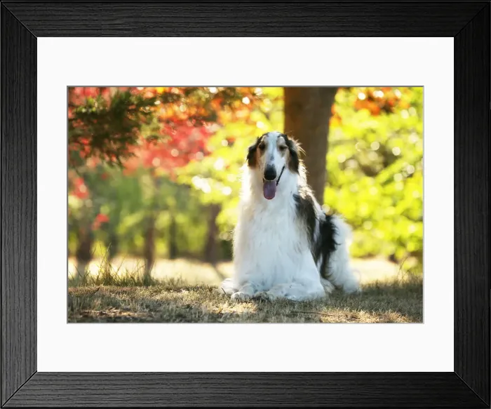 Framed Print : BARZOI. Borzoi dog outdoors in the woods Framed Print : BARZOI. Borzoi dog outdoors in the woods