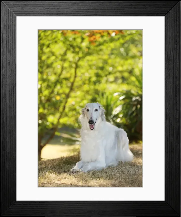 Framed Print : BARZOI. Borzoi dog outdoors in the woods Framed Print : BARZOI. Borzoi dog outdoors in the woods